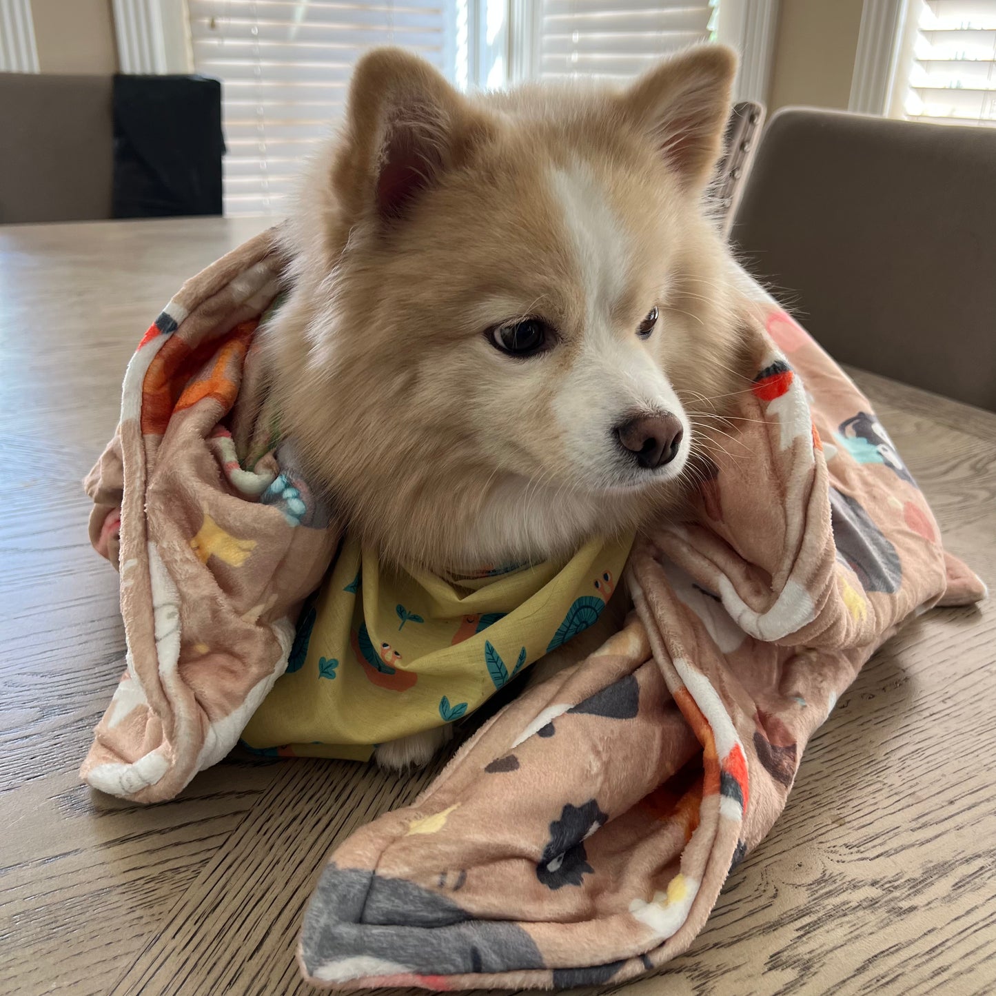 Cute Fleece Blanket - Gblee - 40in x 60in